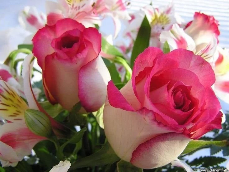 Thousands Of Images About Pretty Roses Roses Wallpapers On ...