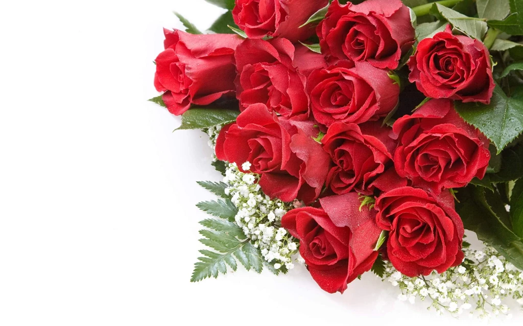 Pretty Rose Backgrounds Wallpapers Zone
