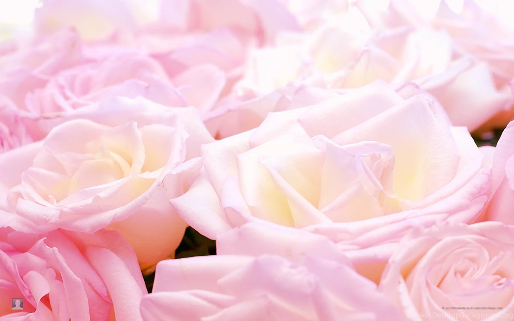 Pretty Rose Pictures Widescreen HD Wallpapers
