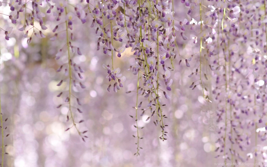 Wisteria, Floribunda, Royal, Purple, Flowers, Full, Hd, Wallpapers ...