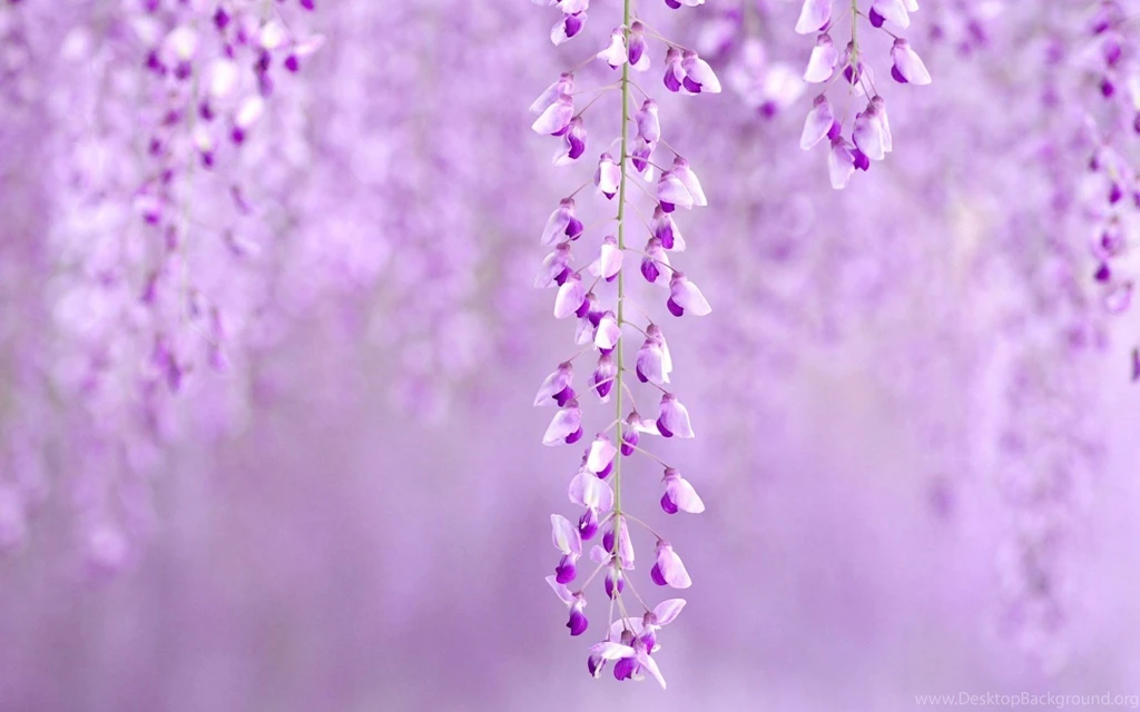 Wisteria Floribunda Royal Purple Flowers