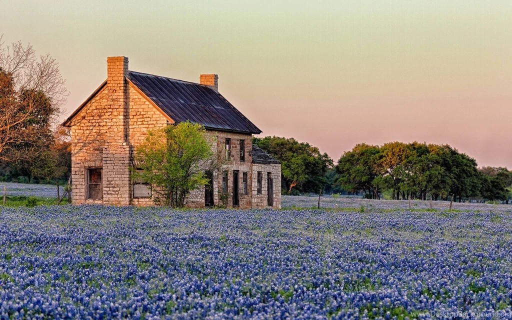 Bluebonnet Wallpapers Wallpapers Cave