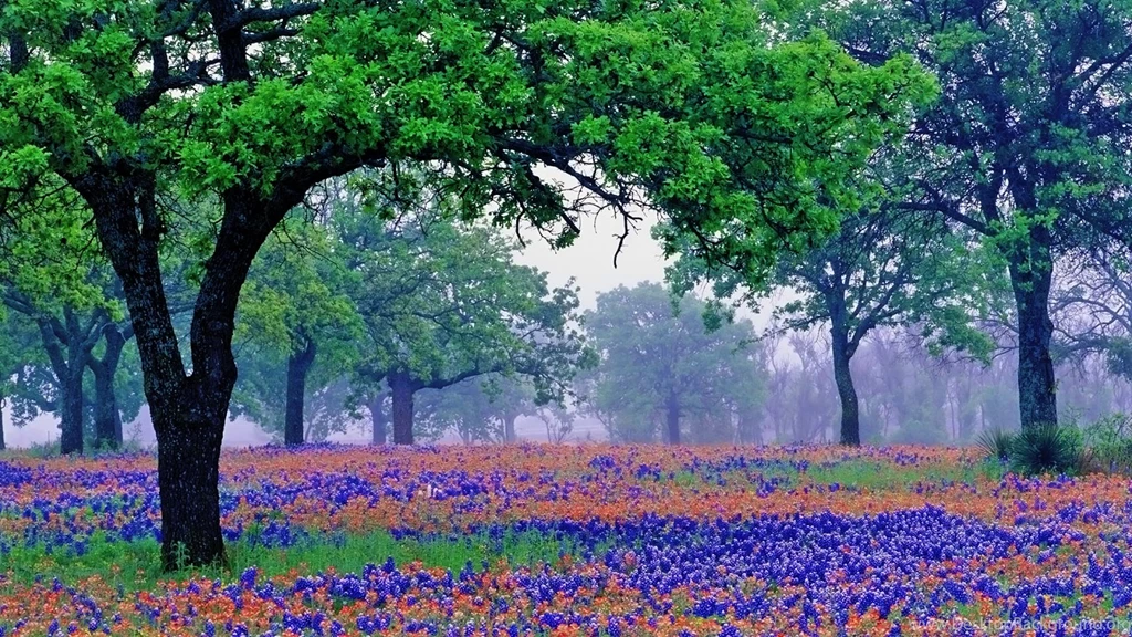 Bluebonnet HD Wallpapers