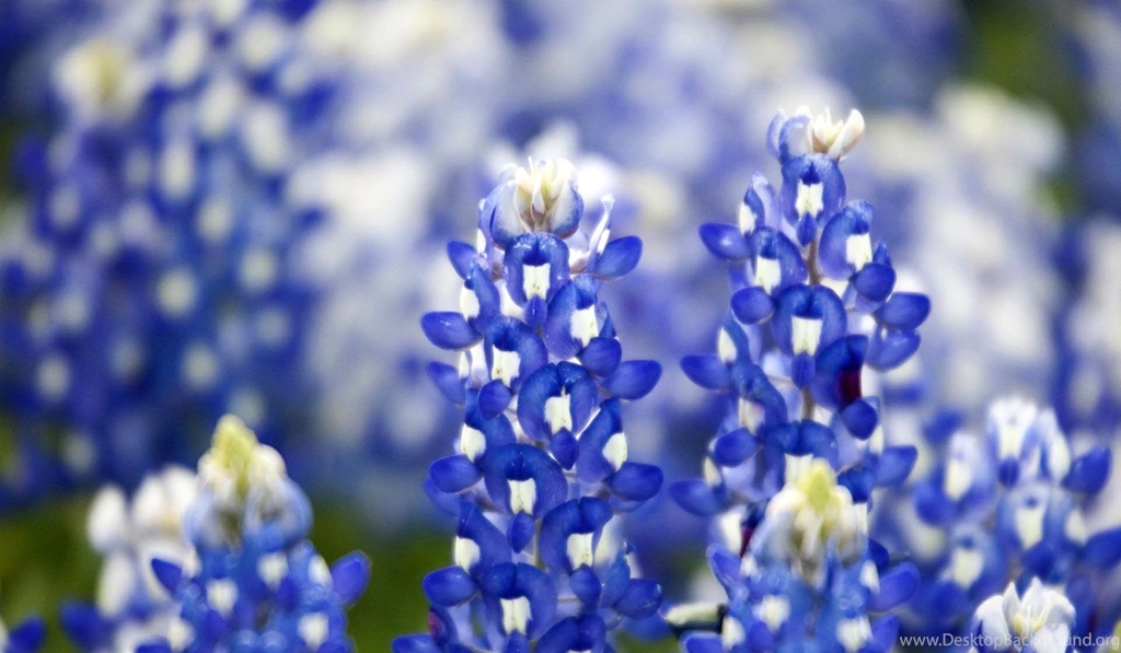 Bluebonnet Wallpapers