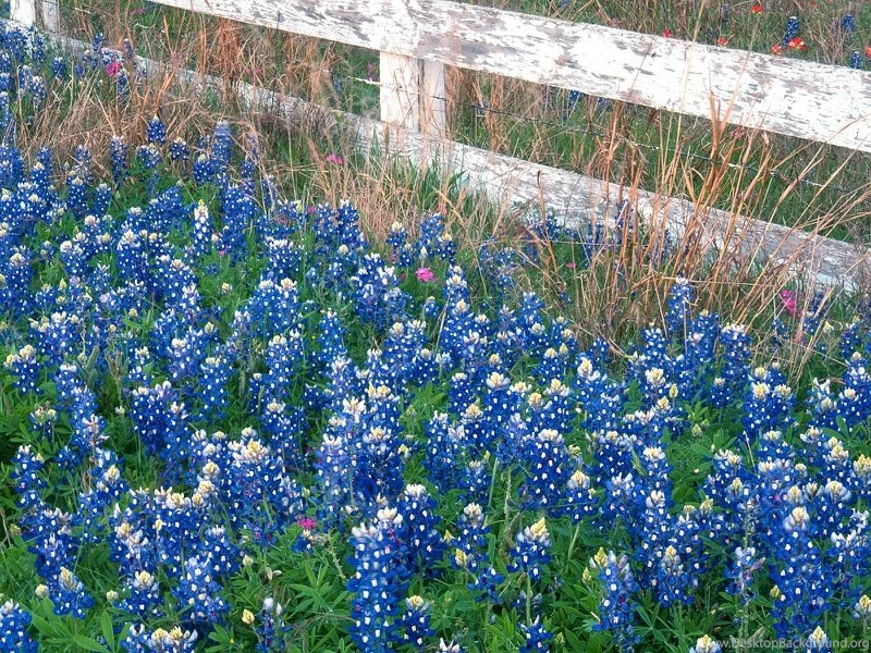 Blue Bonnet Blue Bonnets Untitled Wallpapers – Nature Flowers HD ...