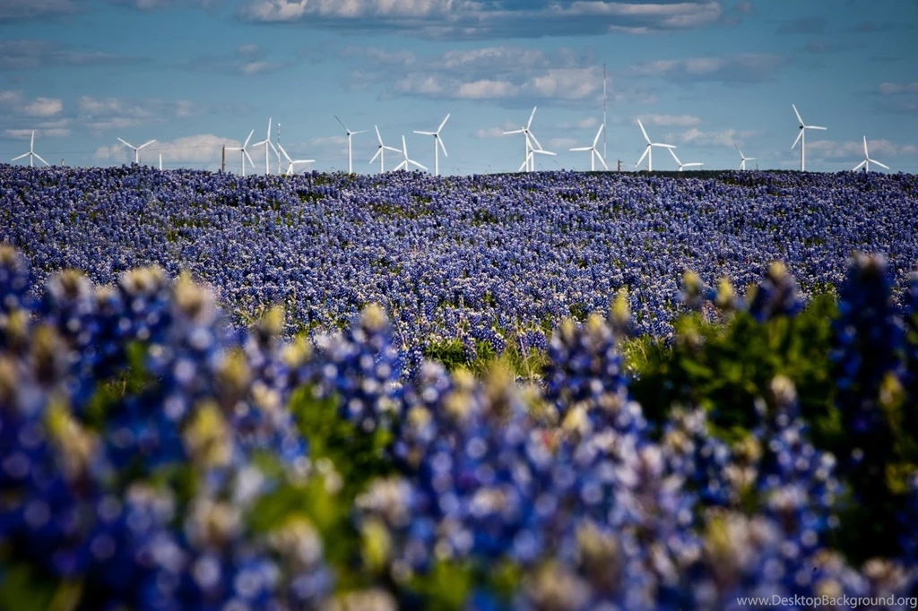 Bluebonnet Wallpapers