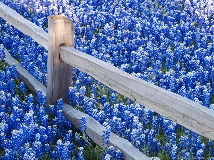 Image Detail For Texas Bluebonnets Along Fence Line Photography ...
