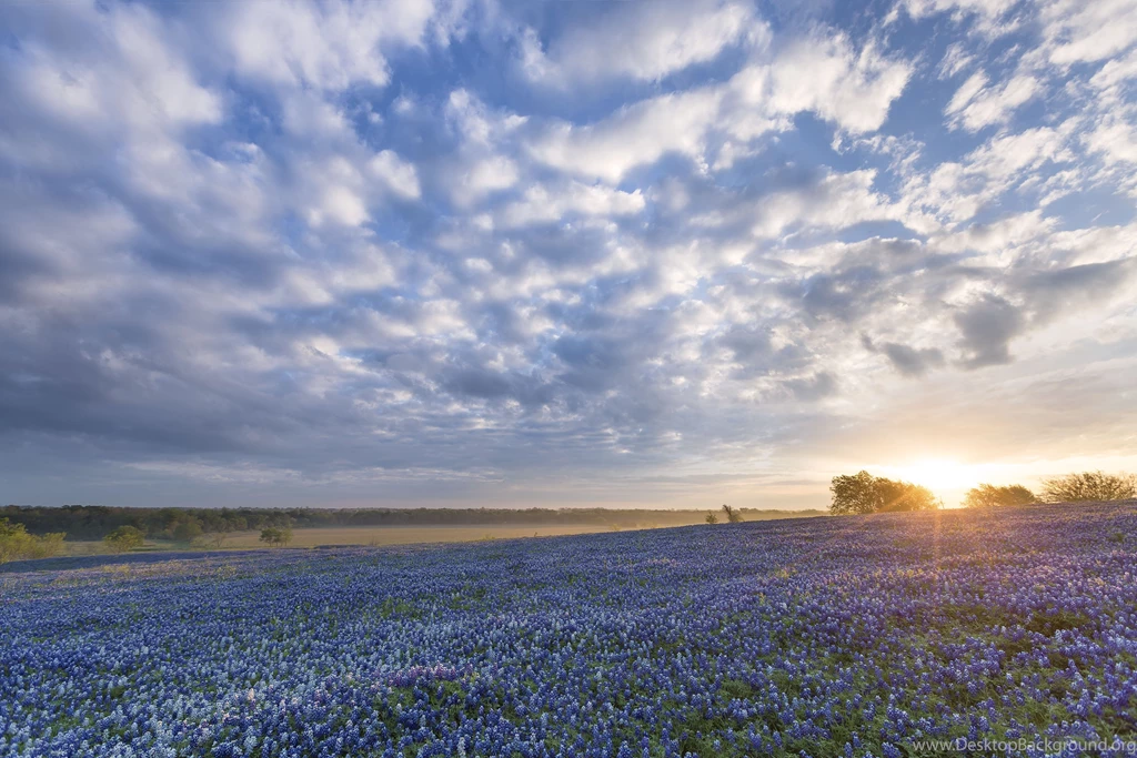 Bluebonnet Sunrise Ennis Texas Flowers Field Wallpapers