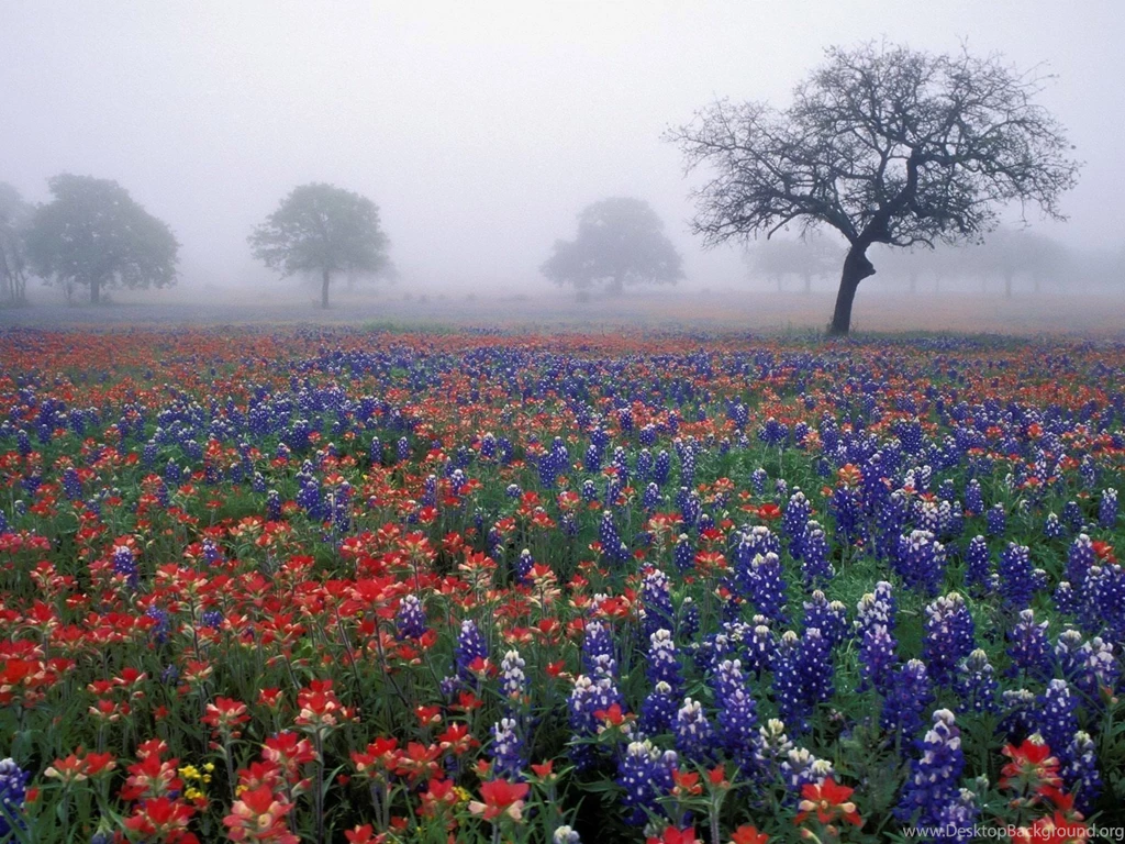 Trees Flowers Fields Bluebonnet Wallpapers