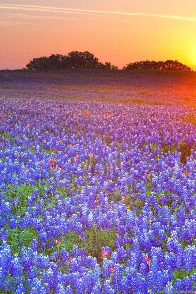 Sunset Landscapes Fields Texas Bluebonnet Wallpapers