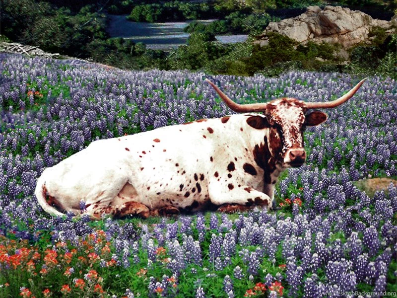 Free Wallpapers From Texas