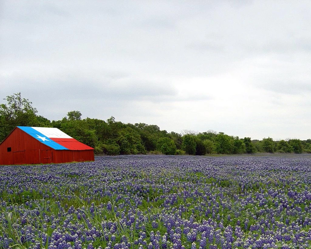 Bluebonnet Desktop Wallpapers Widescreen Free 2016