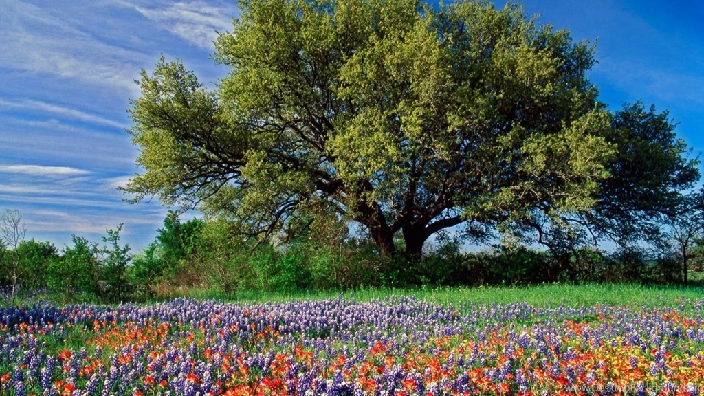 Landscapes Nature Trees Flowers Bluebonnet Wallpapers