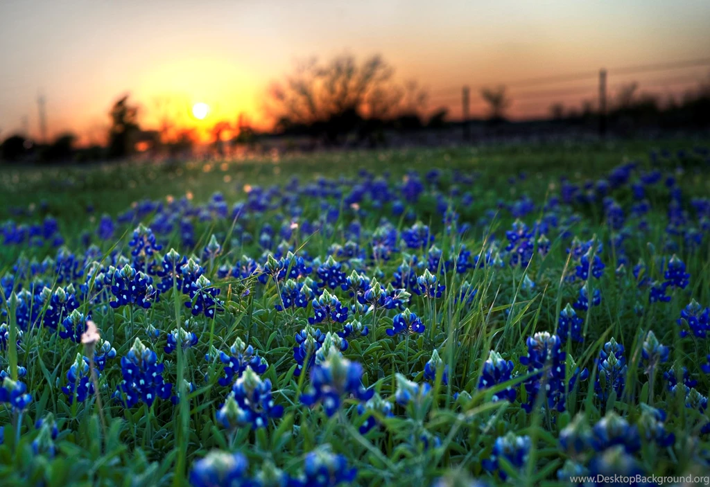 Texas State Flower Bluebonnets Picture