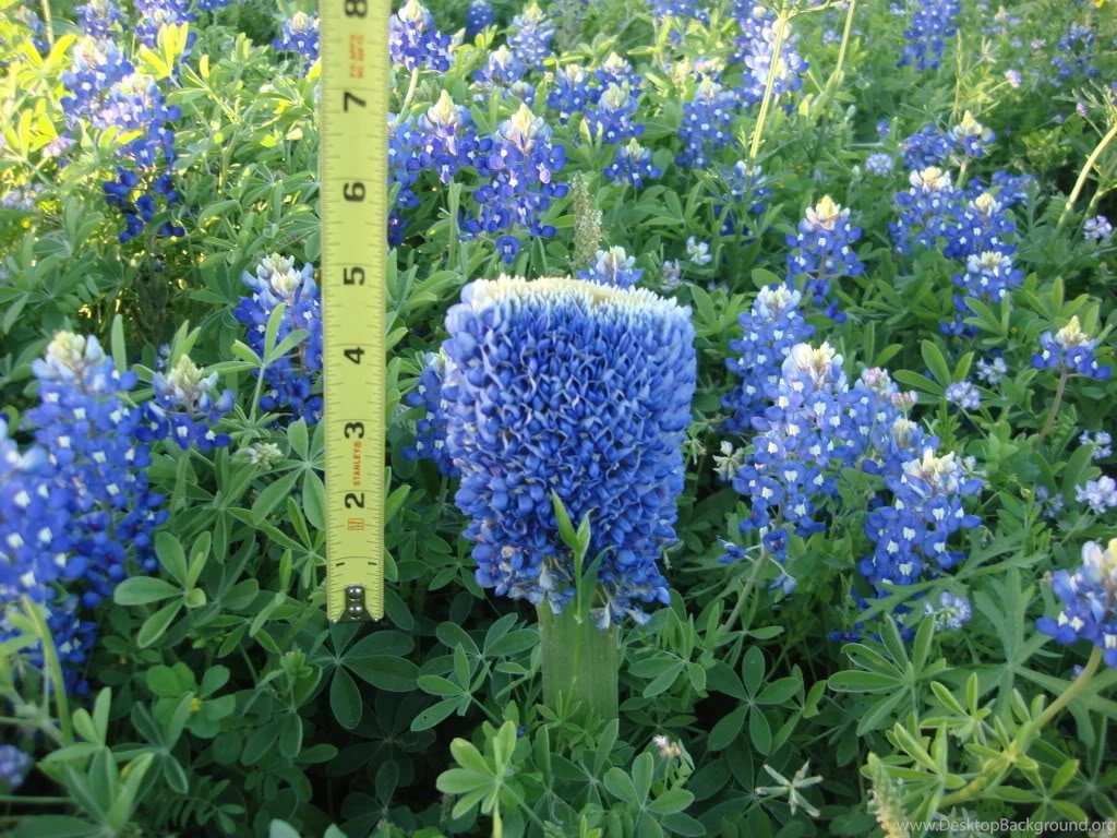 Strange Bluebonnet AR15.Com Archive