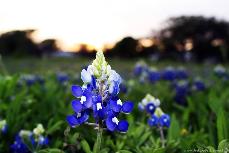 Bluebonnets By Dashedandshattered On DeviantArt