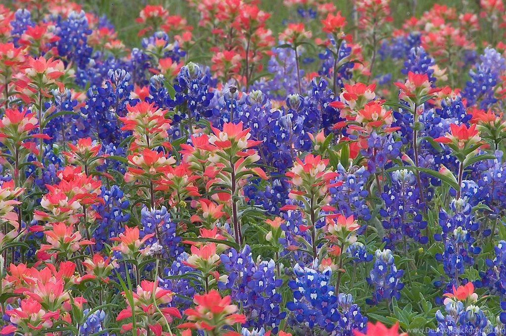 Bluebonnet Flowers Pictures HD Wallpaper Backgrounds Of Your Choice