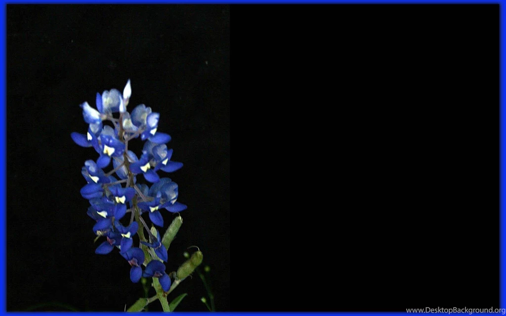 Bluebonnet >> HD Wallpaper, Get It Now!