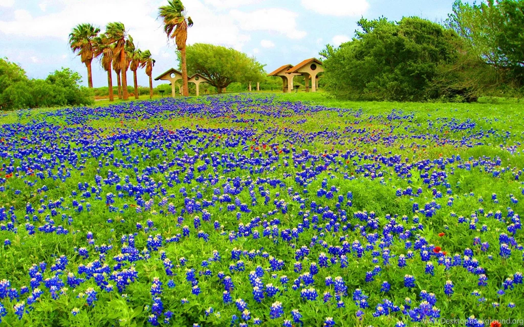 BLUEBONNET TIME IN TEXAS WALLPAPER (