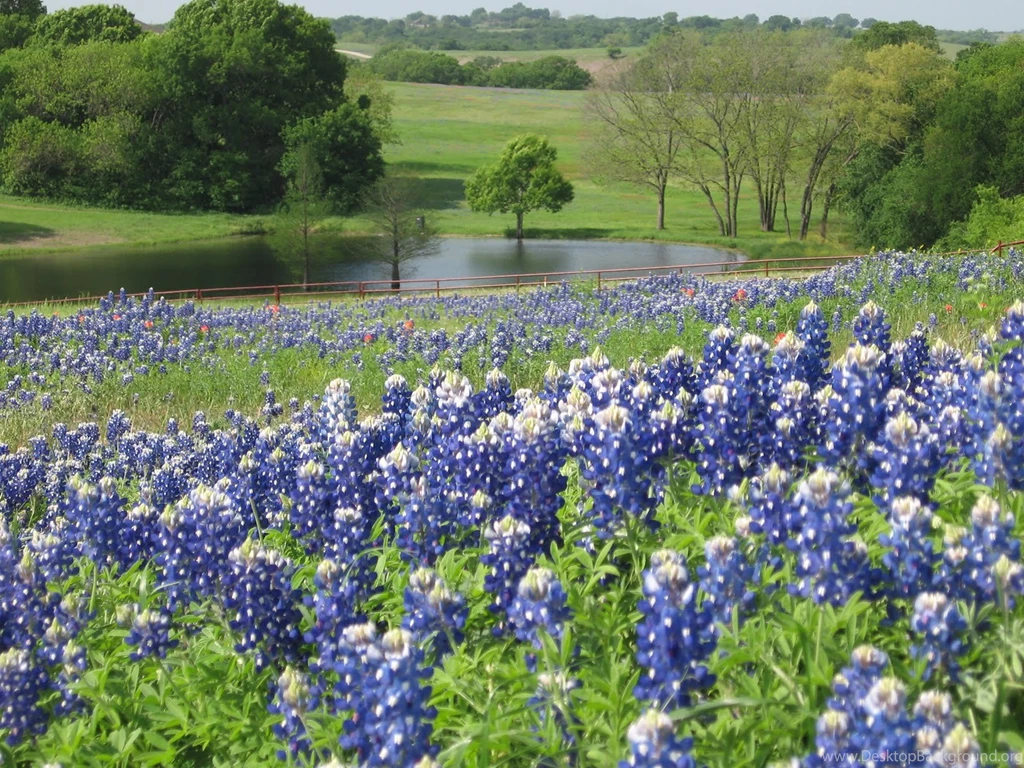 On The Bluebonnet Trail In Ennis, Texas With Gary: Bluebonnets Are ...