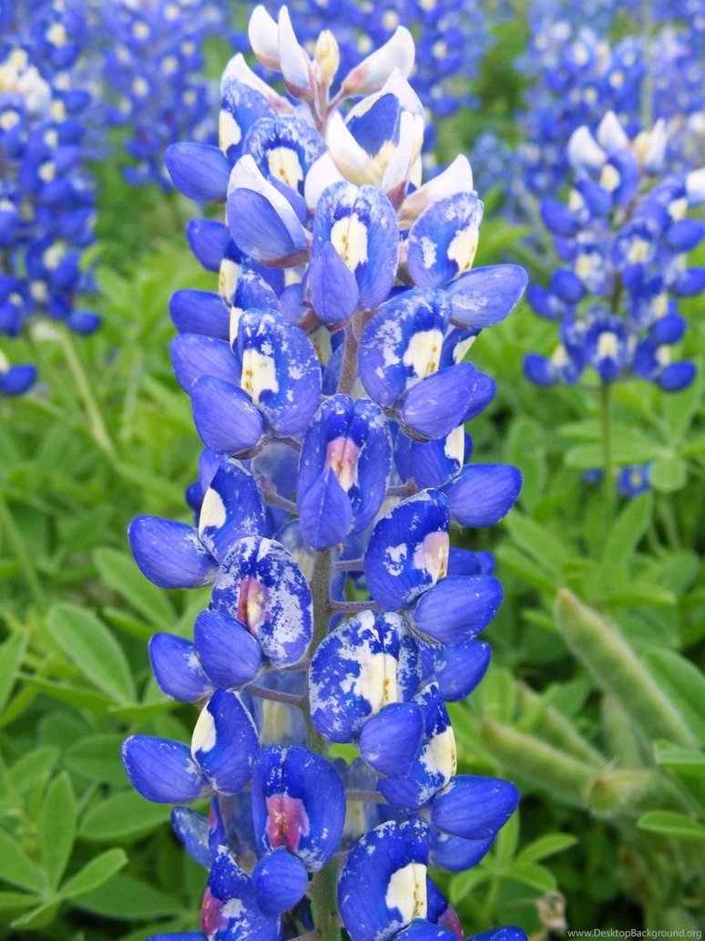 Blue Bonnet Close Up By Sherryetal On DeviantArt