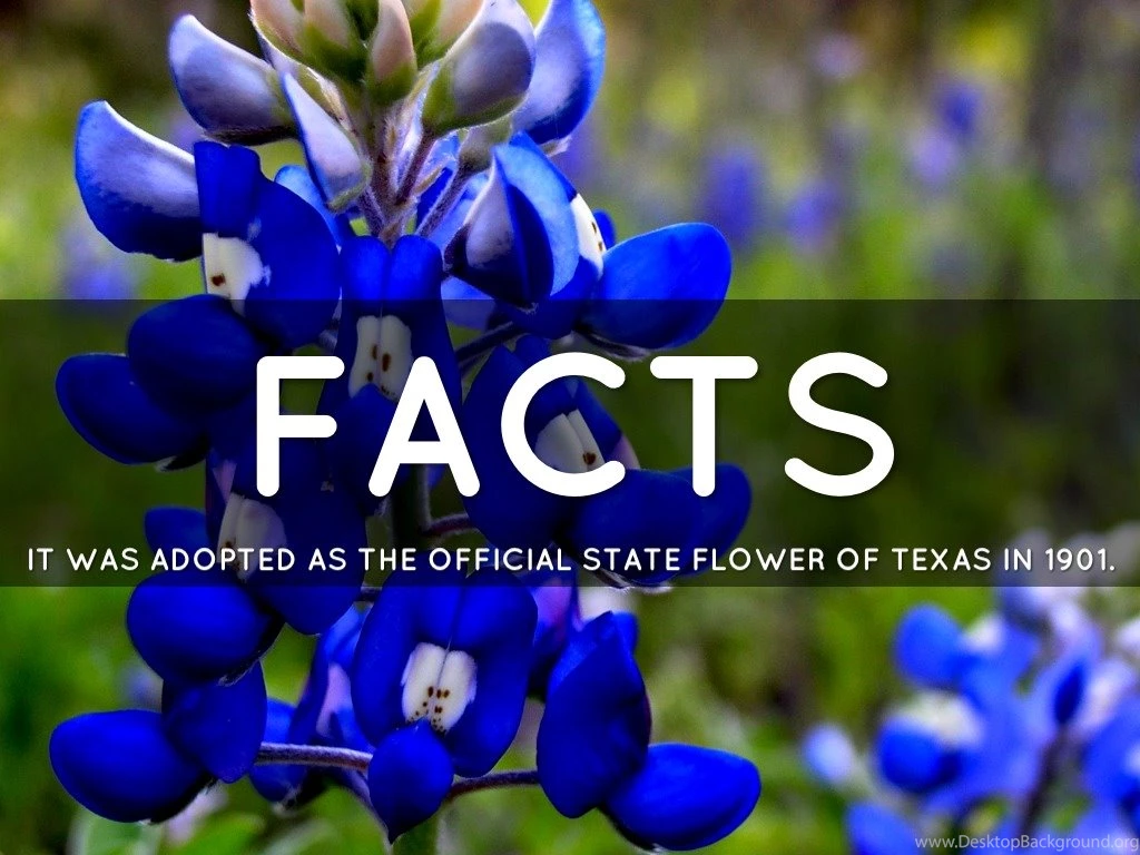 Bluebonnet By Kimber Stevens