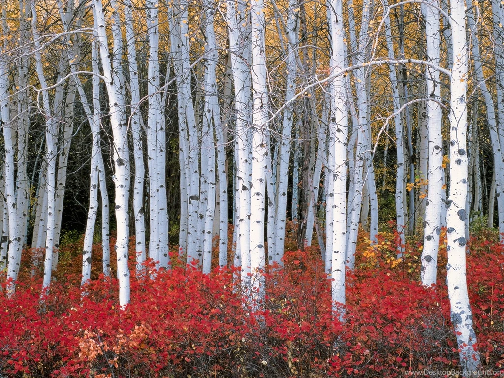 Forest Birch White And Red Nature