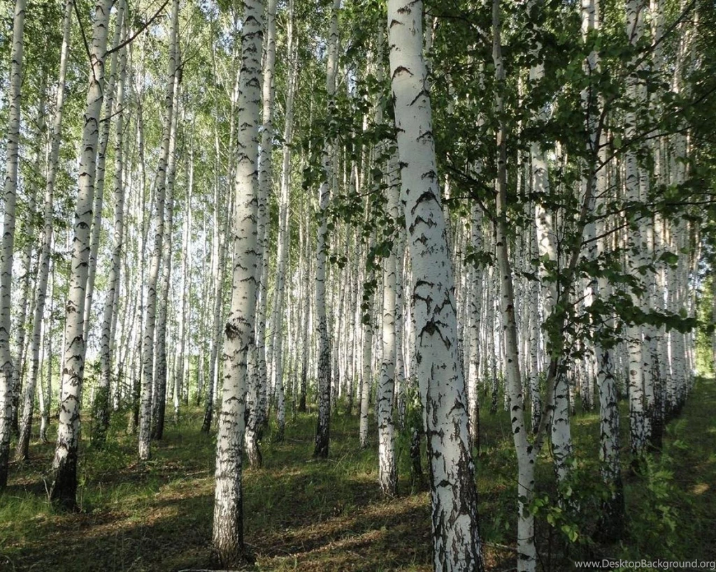 White Birch Tree Forest Wallpapers   (