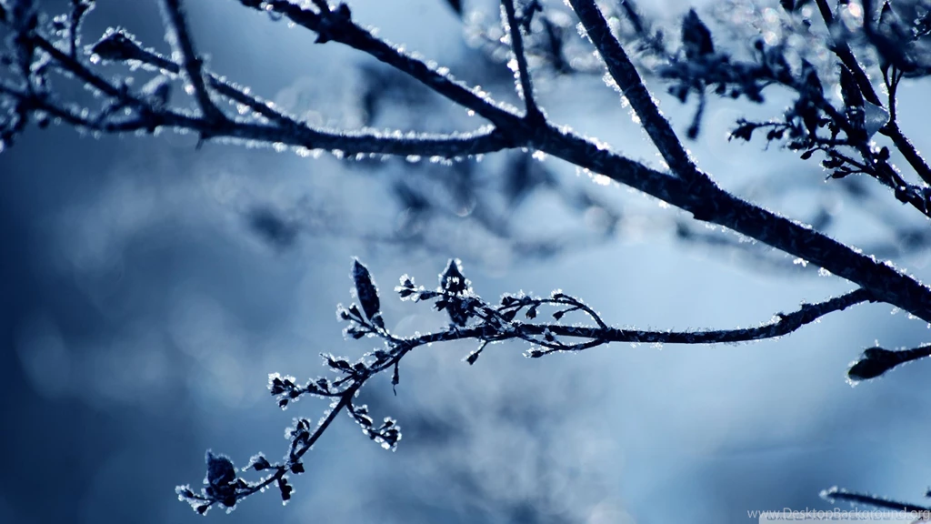 Download Frost Branch Wallpapers 1920x1080