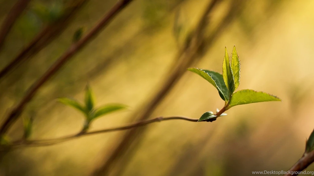 27+ Best HD Gorgeous Branch Wallpapers
