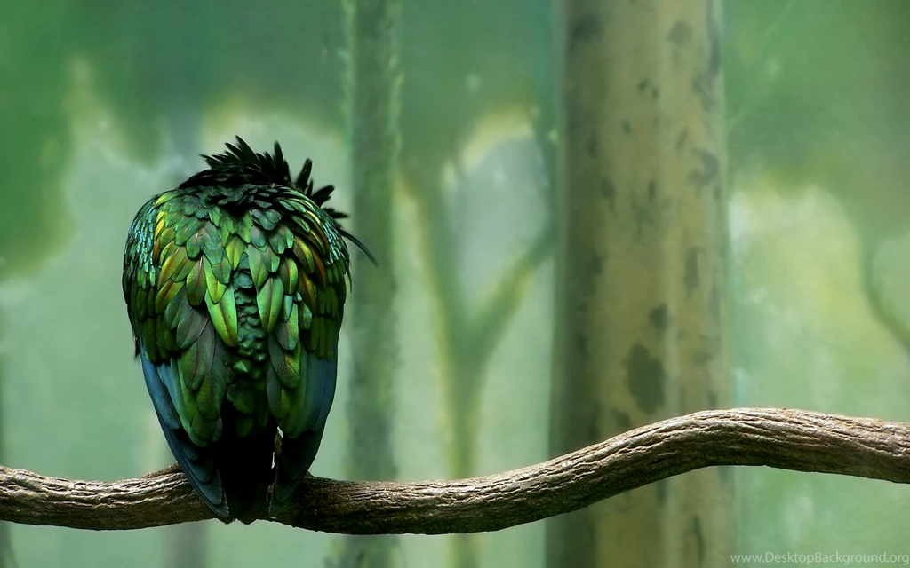 Green Bird Branch Wallpapers Photo And Wallpaper. All Green Bird ...