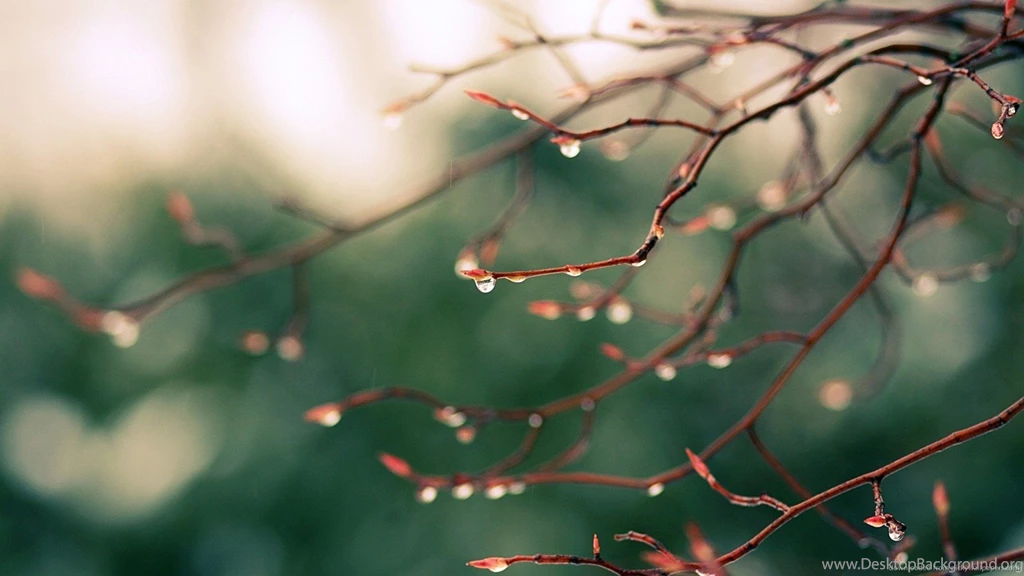Download 1600x900 Water Drops On Tree Branch Wallpapers