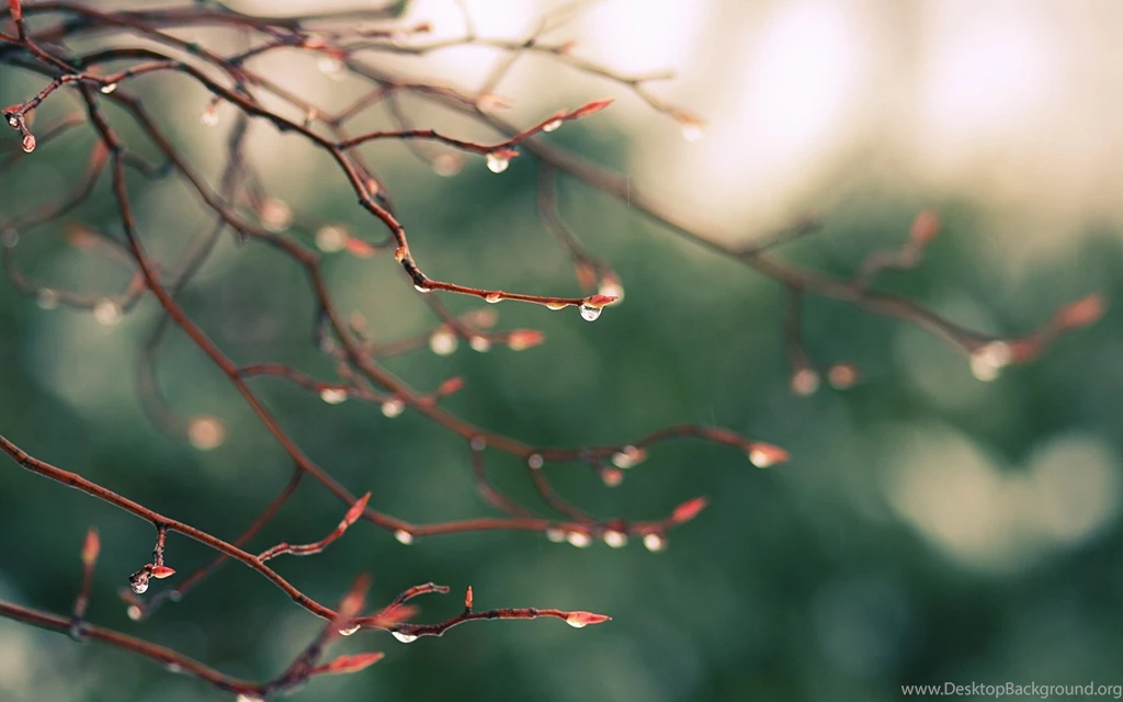 2560x1600 Tree Branch Desktop PC And Mac Wallpapers