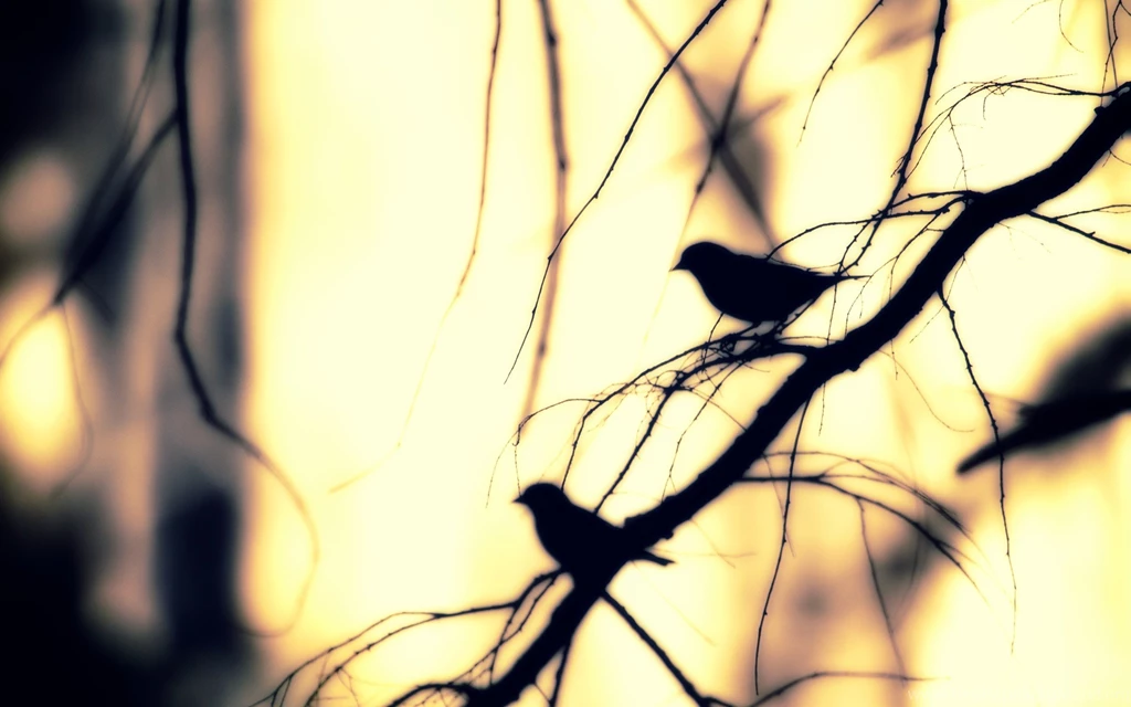 Nature branch tree birds winter photo wallpaper 2560x1600 ...