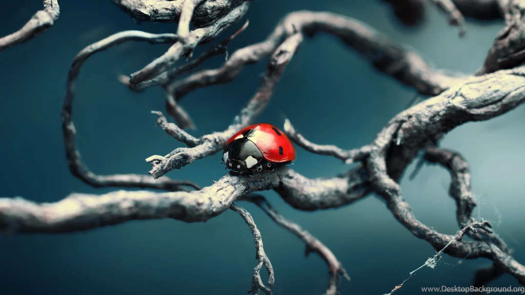 Download 1366x768 Ladybug On A Gnarled Branch Wallpapers