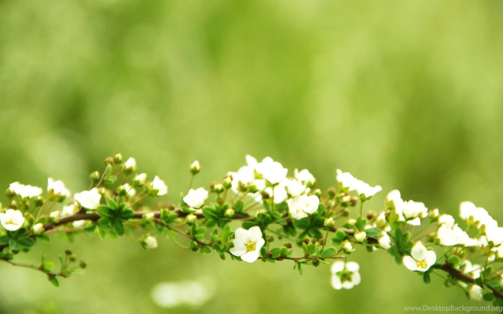 Top Branch Pictures