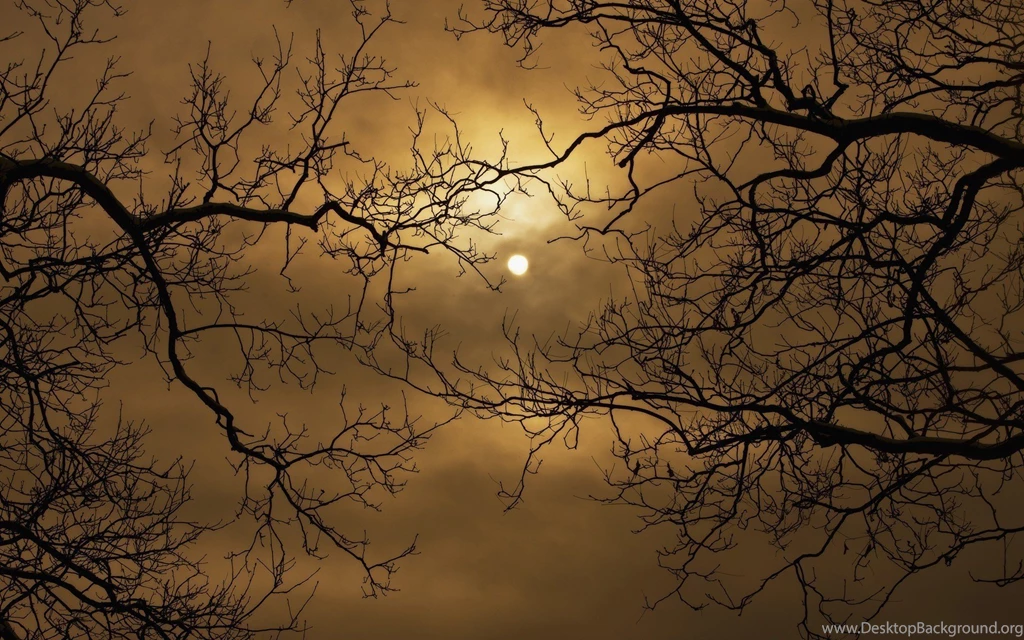 Nature Cloud Tree Sun Branch Wallpapers