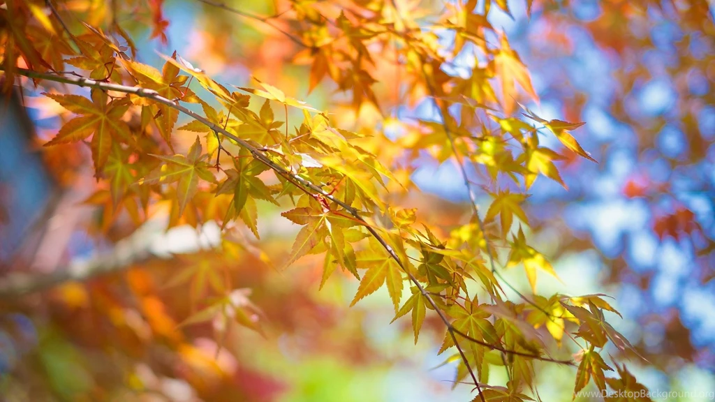 Download Wallpapers 1920x1080 Leaves, Autumn, Tree, Branch Full HD ...
