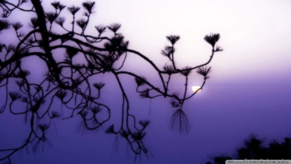Tree Branch Silhouette At Dusk HD Desktop Wallpapers : High ...