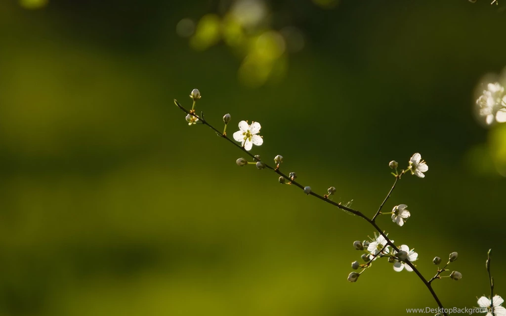 Awesome Branch HD Wallpapers Free Download