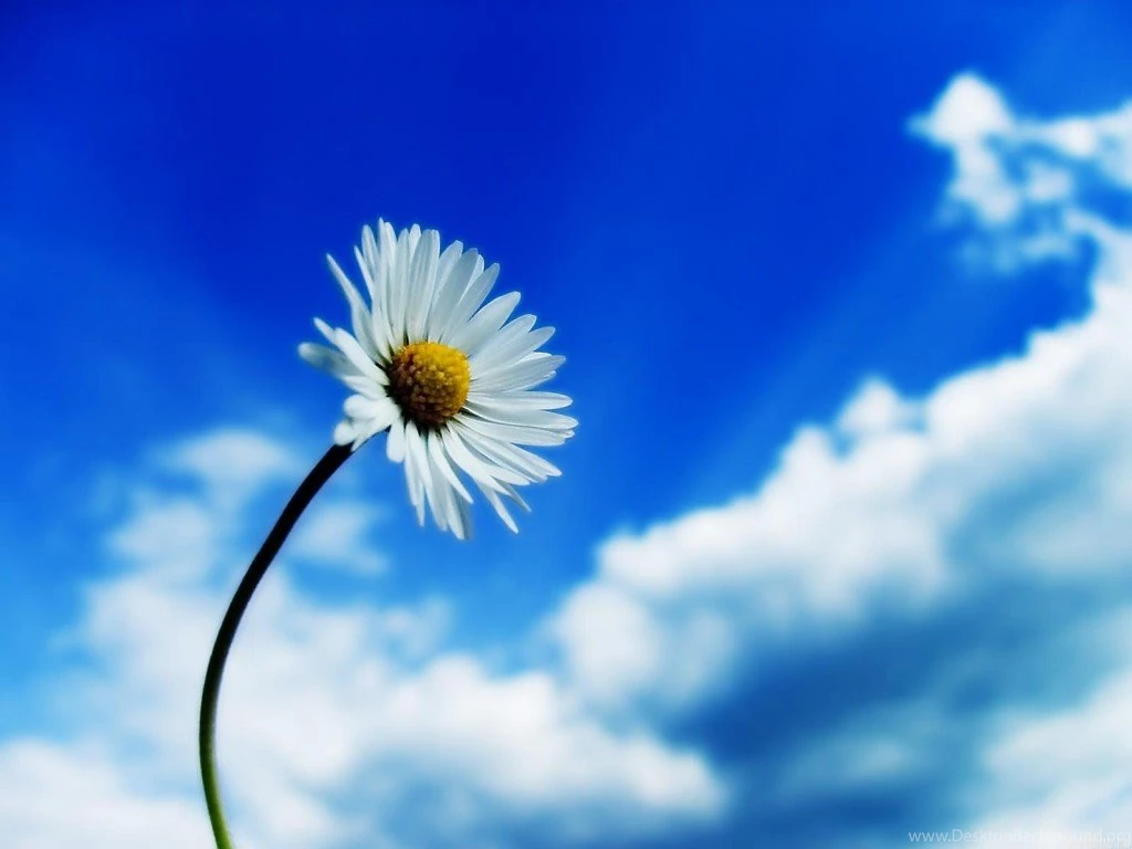 Beautiful Sky White Flower Uhd Wallpapers Ultra High Definition ...