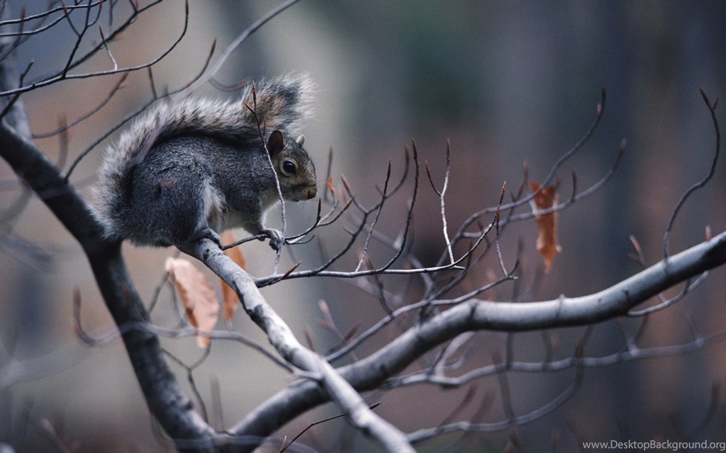 Squirrel on branch wallpaper 1920x1200 Magic4Walls.com