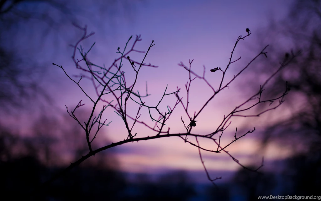 2560x1600 Branch, Evening, Photo, Macro, Background, Branches ...