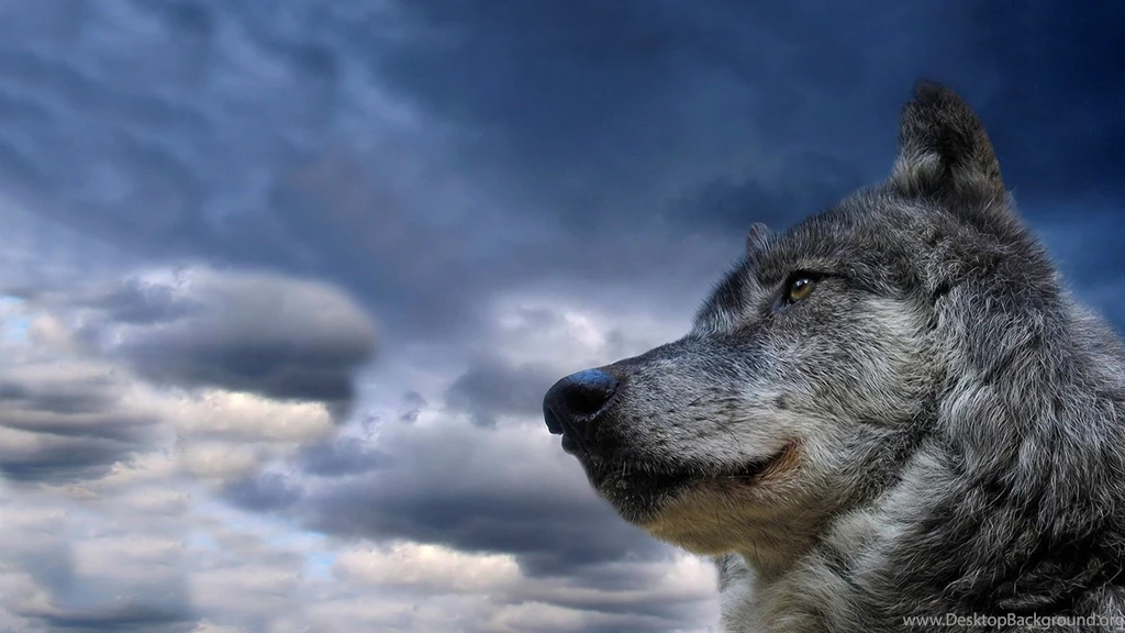 Download Wallpapers 3840x2160 Wolf, Muzzle, Dog, Sky, View ...