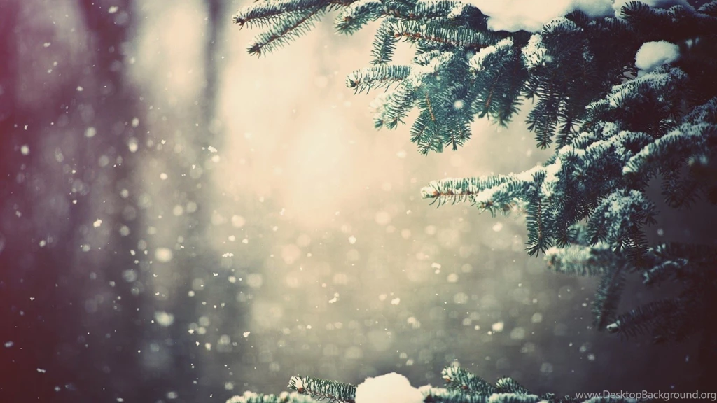 Snowy Fir Branch Wallpapers