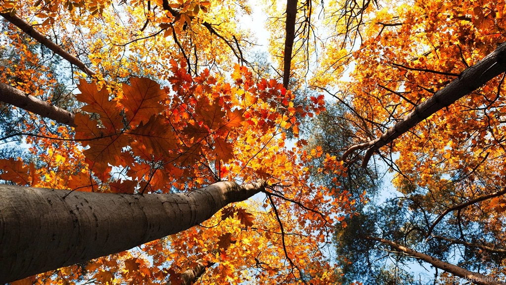 Forest Autumn, Trees, Yellow Leaves, Sky, View To Top Wallpapers ...