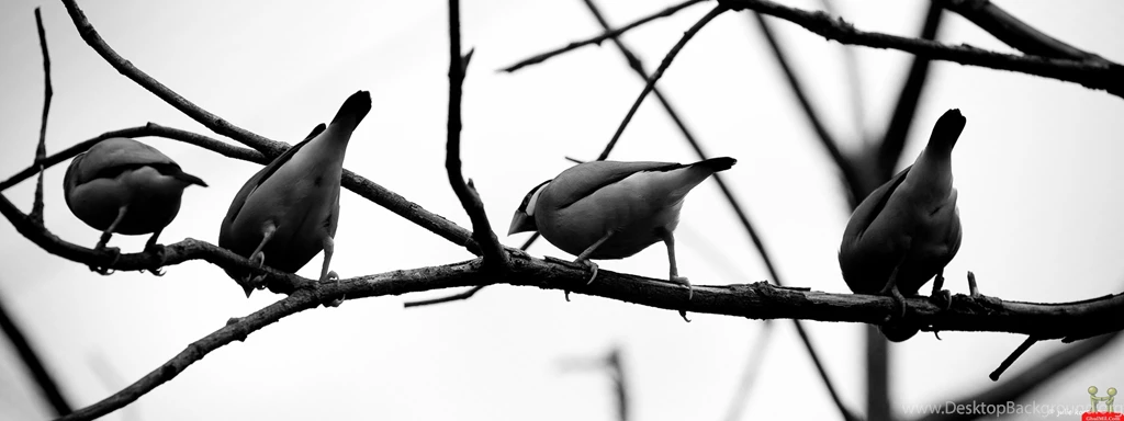 Beautiful Wild Sparrows On Branch HD Wallpapers – HD Wallpapers ...
