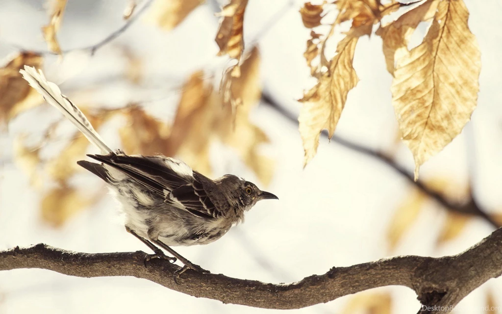 Mockingbird, Animals, Bird, Summer, Photo, Picture, Branch, Wallpapers