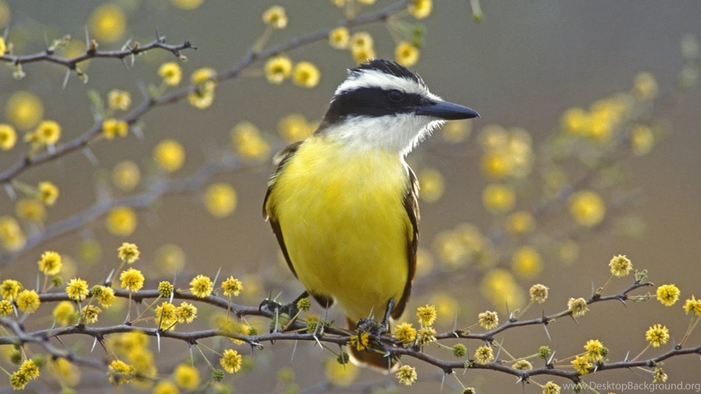 Free Wallpapers For Computers Yellow Bird On Branch Wallpapers ...