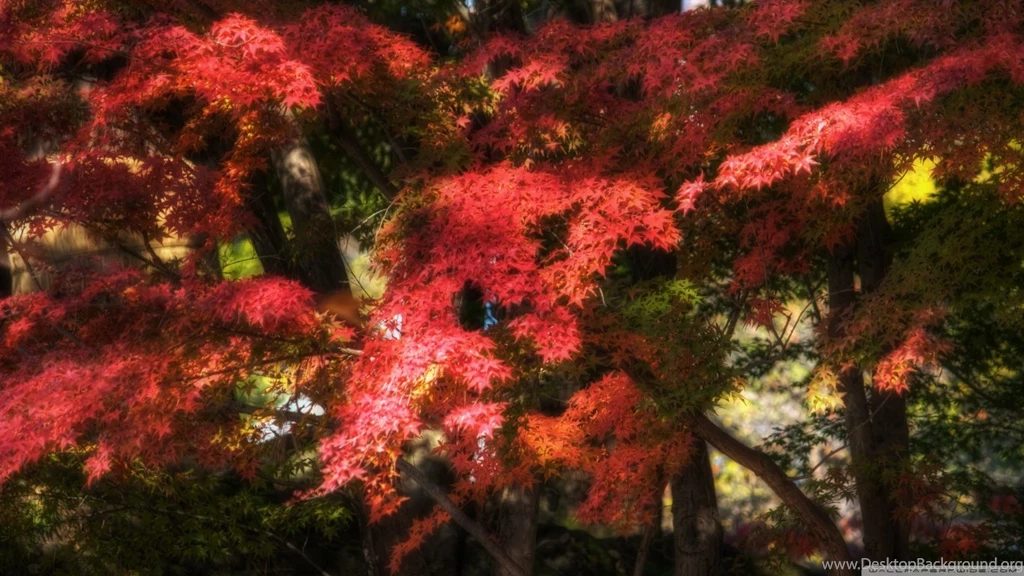 Gorgeous And Dreamy HD Desktop Wallpapers : High Definition ...